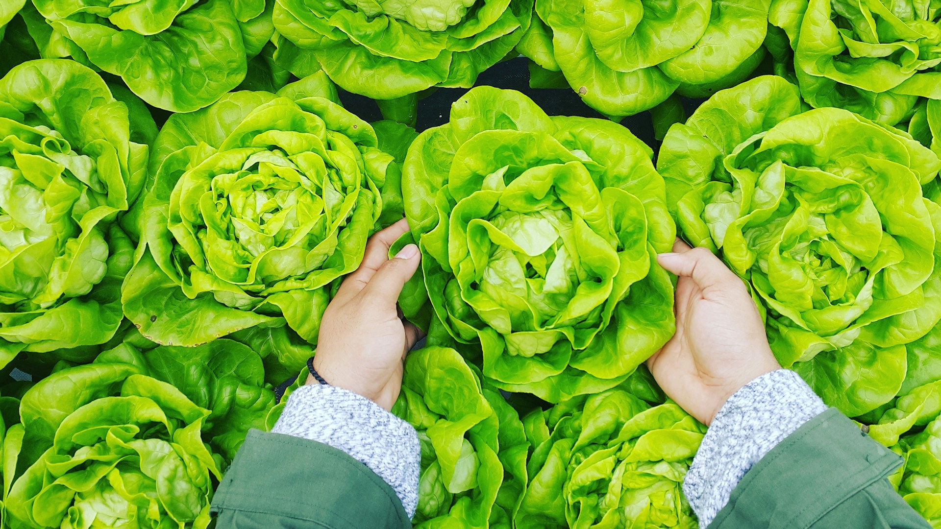La revolución culinaria del coliflor y el confort de la cocina casera